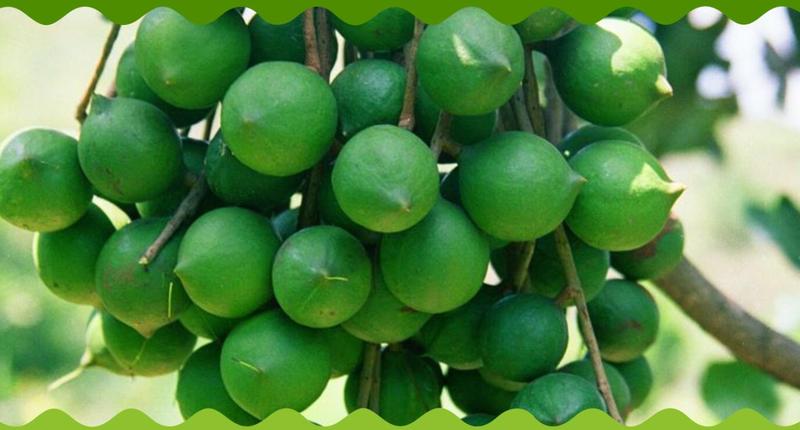 产品一:澳洲坚果壳果